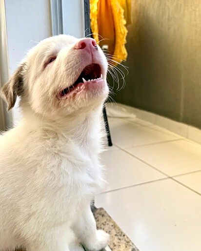 Blink é um cachorrinho cego e surdo que é muito feliz!