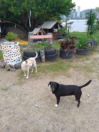 Os cães abandonados ganharam um CÃOdomínio em Navegantes, Santa Catarina.