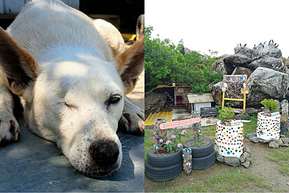 Comunidade transforma área em cãodomínio para cães de rua e o lugar encanta pela beleza.