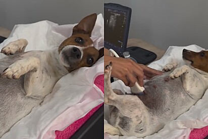 Cachorrinha jack russel chorava durante exame - e só o seu bem mais precioso foi capaz de acalmá-la