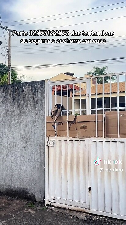 O cão se recusa a ficar dentro de casa.