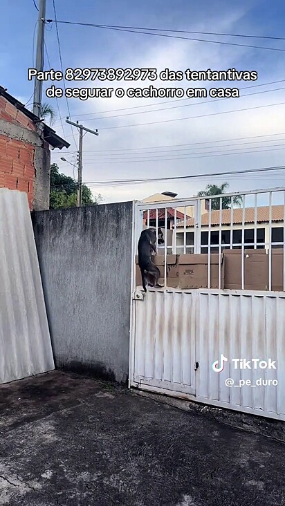 O cão sempre acha uma brecha para fugir.