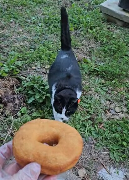 Apesar de amar donuts, Oreo é alimentado com comida própria para gatos.