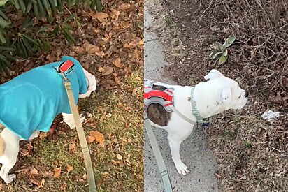 Cachorro acredita encontrar ‘pé de rosquinhas’ e desde então passa a checar arbusto todos os dias