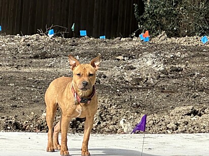 A cachorrinha foi encontrada nas ruas de Dallas durante uma onda de frio intenso.