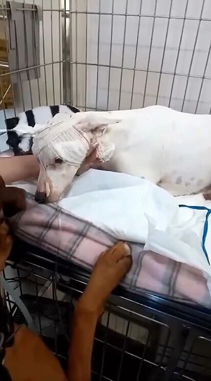 A cachorrinha entrou em coma e estava na fila para eutanásia.