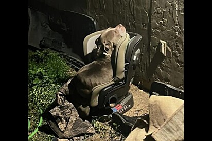 Sem ter onde se aquecer, cachorro se enrola em cadeira de bebê durante forte tempestade.