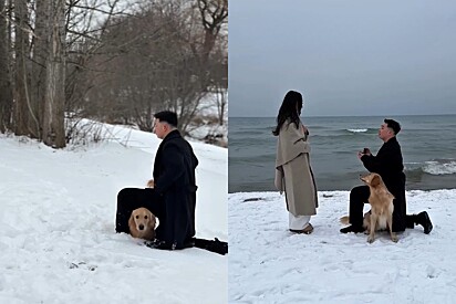 Cão Golden e tutor treinam coreografia perfeita para pedido de casamento e resultado enche os olhos.