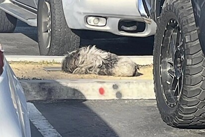 Mulher larga tudo o que estava fazendo após ver um tufo de pelo no estacionamento