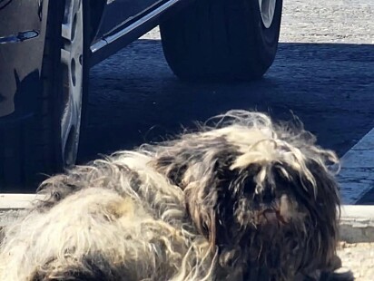 O cãozinho mal conseguiu erguer a cabeça.