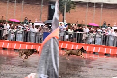 É Brasil! Em disparada, vira-lata caramelo invade pista de corrida e é ovacionado pelo público