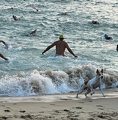 O cãozinho é muito conhecido entre os atletas. 