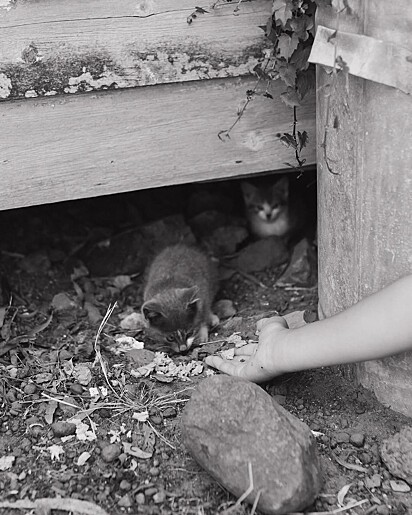 Quatro filhotes de gato estavam escondidos sob um celeiro.