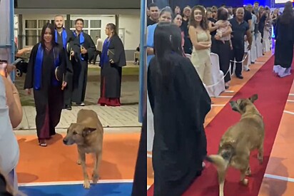 Jovem entra em sua formatura muito bem acompanhada com galã loiro ao seu lado.