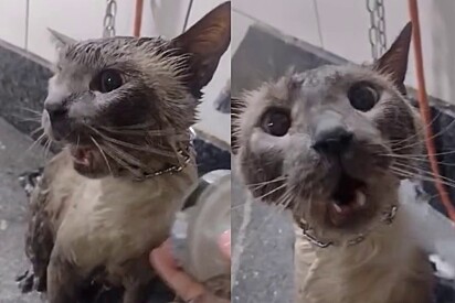 Apesar das tentativas da groomer o felino se recusava a se conformar com o banho.