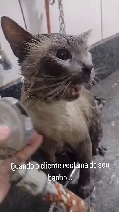 O gato não gostou do banho e disse que é ruim.