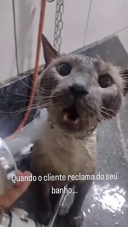 O gato não gosta de tomar banho.