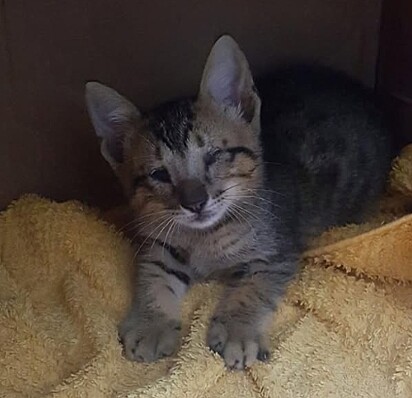 Uma amiga de Adriana encontrou outro gatinho cego.