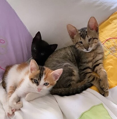 Stevie Wonder já fez amizade com os outros gatinhos da casa.