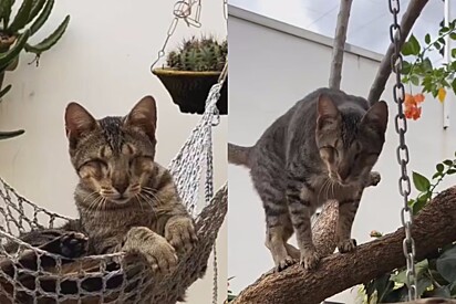 Conheça Steve Wonder, o gato cego que usa seus super sentidos para andar com precisão sobre árvore
