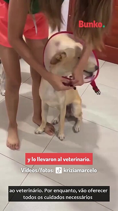 O cão foi levado ao veterinário.