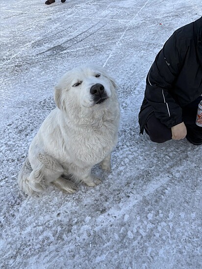 Juneau estava sempre com o rabo abanando e um olhar cheio de doçura.