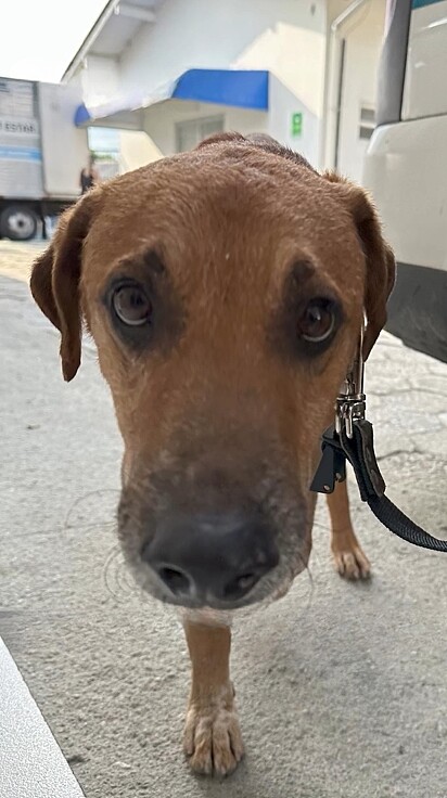 Acolhido por um órgão de proteção aos animais em Florianópolis, Santa Catarina, ele aguarda por um lar.