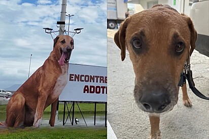 Vira-lata caramelo ganha outdoor gigante em cidade - mas ninguém imagina seu passado triste.