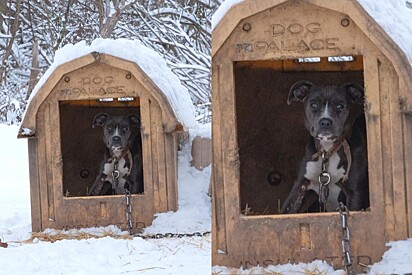 Em cena de partir o coração, socorristas encontram pitbull acorrentado na neve - mas eis que eles olham mais de perto