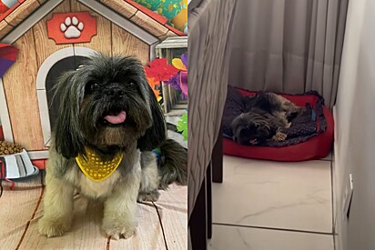 Moça adota cachorra Shih-tzu e dias depois descobre que ela era premiada