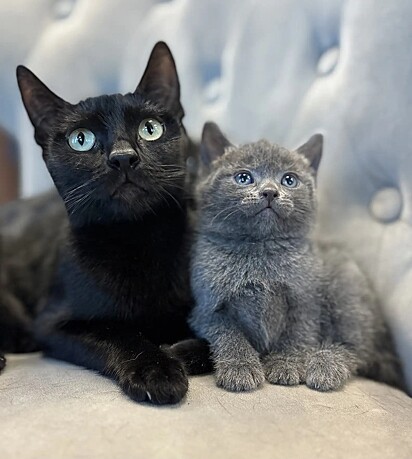 Os gatinhos estão prosperando sob cuidados amorosos. 