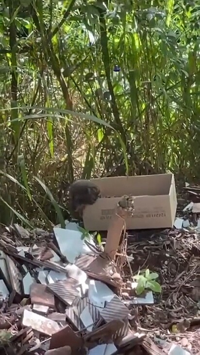 Depois de ter sido adotado, o cãozinho foi abandonado e deixado para morrer.