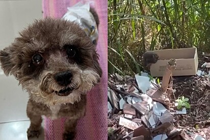 Cachorro Trapinho é finalmente adotado, mas dias depois protetor encontra ele em caixa de papelão na estrada.