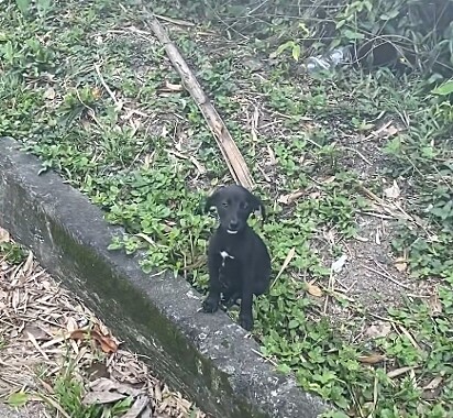 A cachorrinha parecia feliz ao ver Junio.