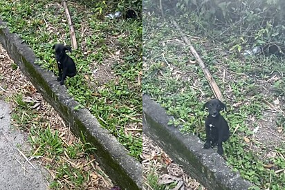 Durante caminhada, homem se depara com filhote de cachorro deixado em estrada e cede completamente ao seu charme