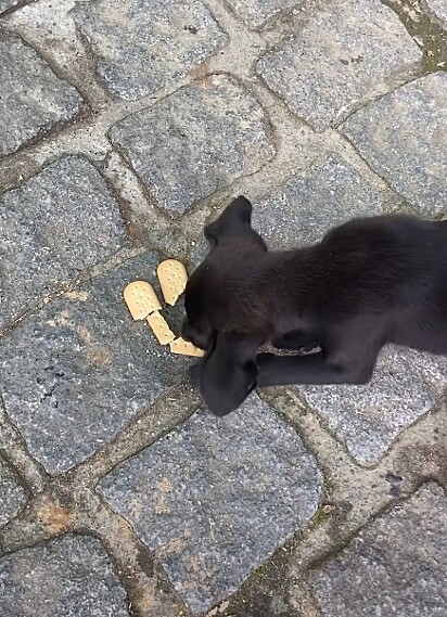 Antes de ir para casa, ele improvisou um lanchinho para a nova amiga.