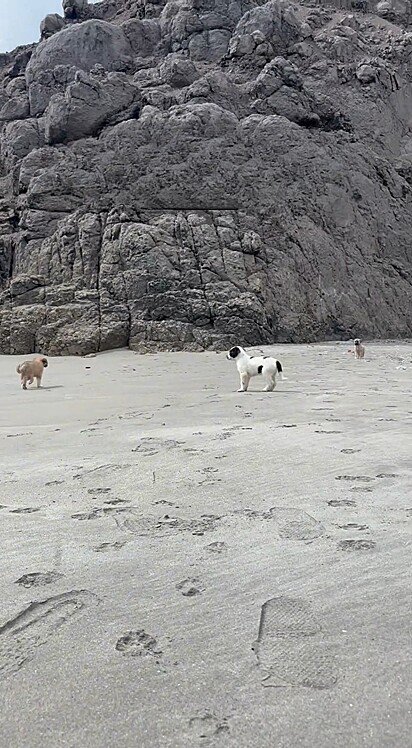 Como um pedido de socorro, os cães se aproximaram do casal.