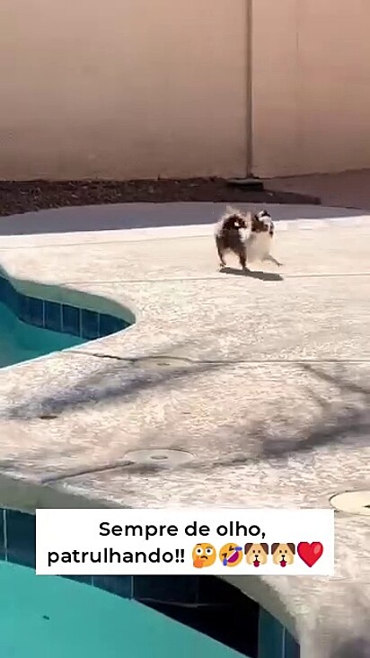 O chihuahua está sempre pronto para agir.