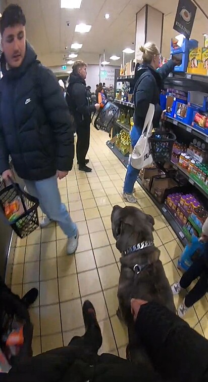 Shadow, um cão dessa raça conhecido por sua musculatura robusta e presença marcante, acompanhou seu dono em uma ida ao supermercado.