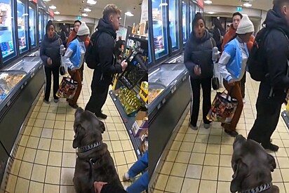 Passeio inusitado: dono leva Cane Corso gigante ao supermercado e reação das pessoas viraliza.