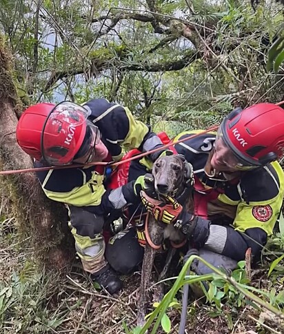 Cabeça foi encontrado vivo e sem ferimentos.