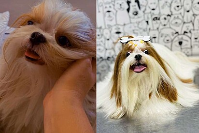 Tutora fica indignada com a forma como cachorrinha shih-tzu foi devolvida de pet shop.