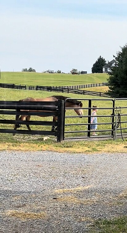 Depois, a menina passou a cerca para interagir ainda mais com o cavalo.
