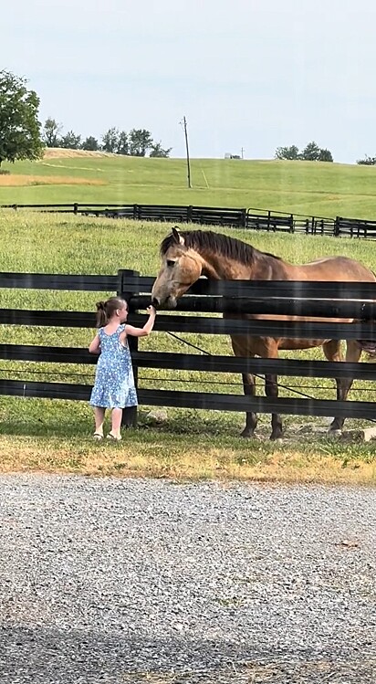 Sua filha se aproximou do cavalo da família para acariciá-lo.