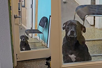 Abrigo não consegue entender por que cachorrinha doce e amorosa ainda continua lá