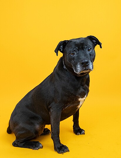 Mother Gothal é uma mistura de labrador com pit bull.