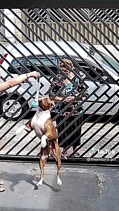 O pitbull adorou o presente.