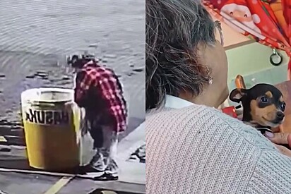 Atualmente a cachorrinha está saudável e vivendo a melhor vida de todas.