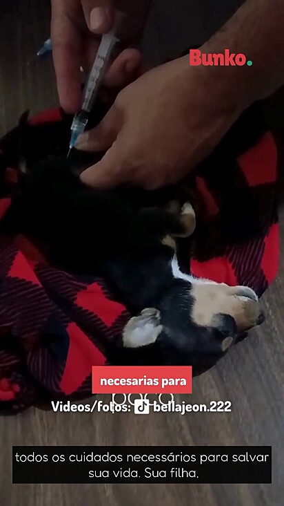 A família acolheu a cachorrinha desde o primeiro momento.