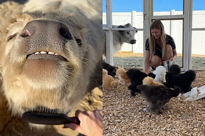 Jovem mostra rotina em mini-fazenda com animais fofos e internautas vão à loucura.